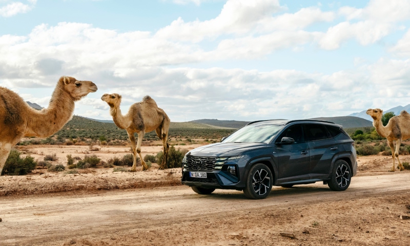 Hyundai TUCSON  in a desert around the camels.